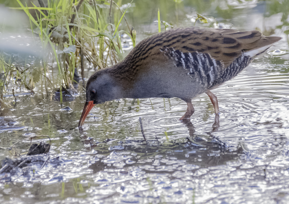 Water rail on the trail
